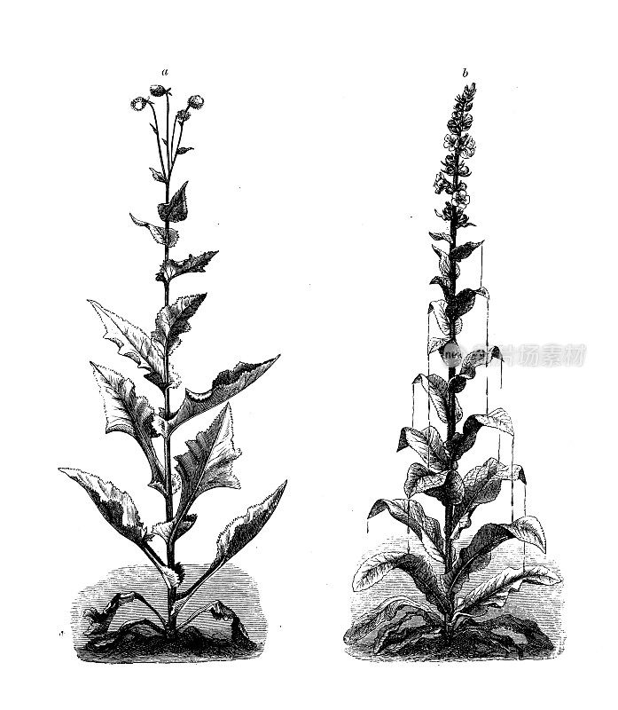 古植物学插图:雏菊Alfredia cernua daisy(左)和毛蕊花Verbascum phlomoides mullein(右)